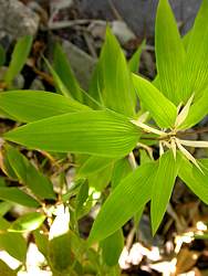 Single leaves