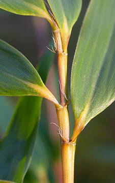 tall auricles and wavy oral setae