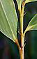 glabrous lower leaf surface
