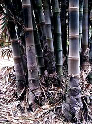 dense clumps of large furry culms