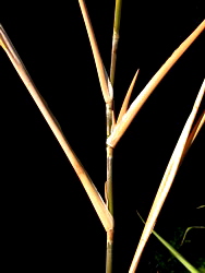 Long, usually single branches