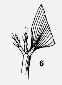oblong leaf sheath auricles