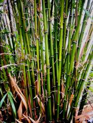 tight clumps with coloured nodes