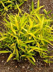Spreading, often small with striped leaves
