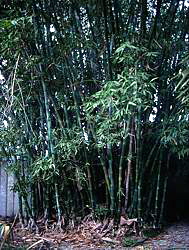 clumps may be large