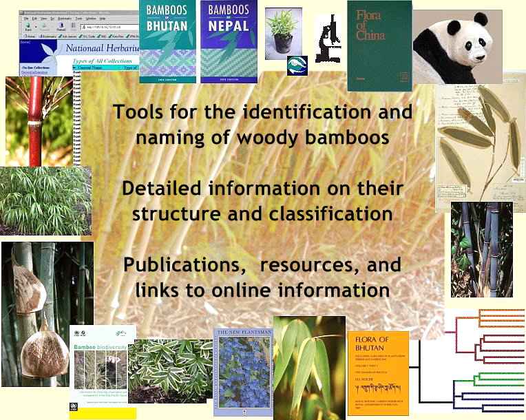 Tools for the identification and naming of woody bamboos.  Detailed information on their  structure and classification.  Publications,  resources, and links to online information.