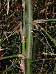 Even branching with 3 main branches