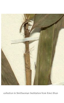 leaf sheath with radiating oral seta