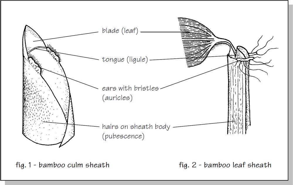 identification 2