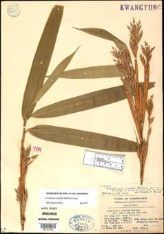 Herbarium sheet