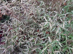 Bamboo mites on Fargesia murieliae in British Columbia, credit John W eagle