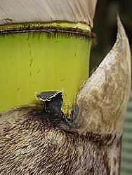 Auricles (ears) may be large